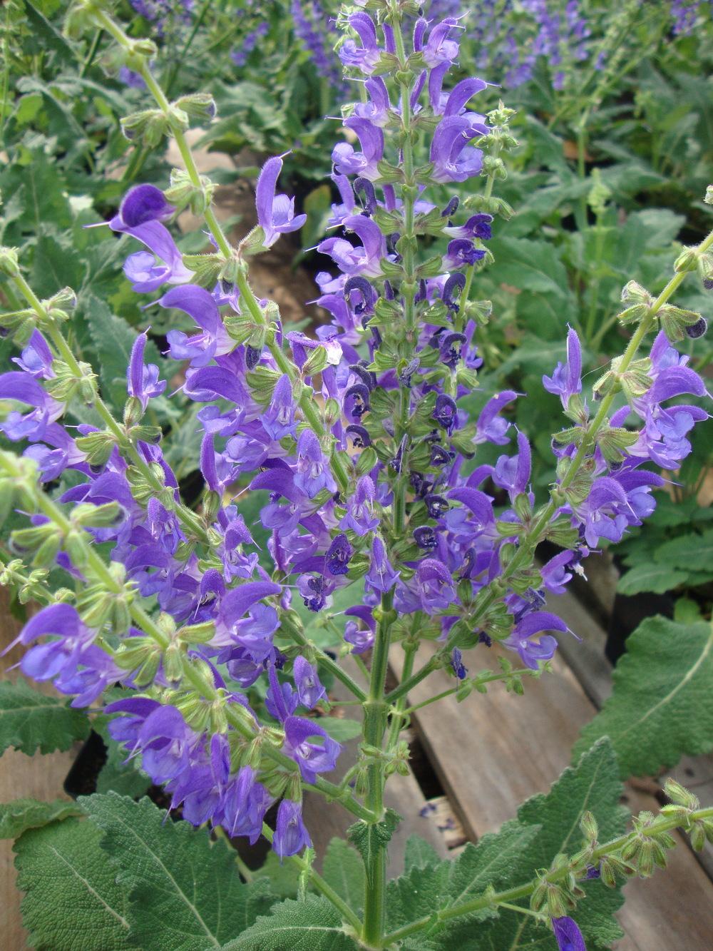Photo of Salvia (Salvia x sylvestris 'Blue Queen') uploaded by Paul2032