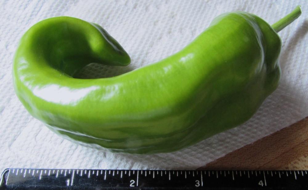 Photo of Sweet Pepper (Capsicum annuum 'Giant Marconi') uploaded by SongofJoy