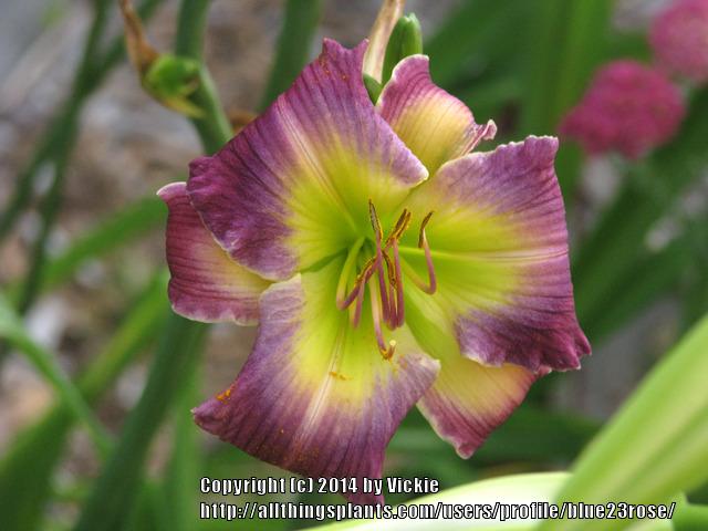 Photo of Daylily (Hemerocallis 'Hakuna Matata') uploaded by blue23rose