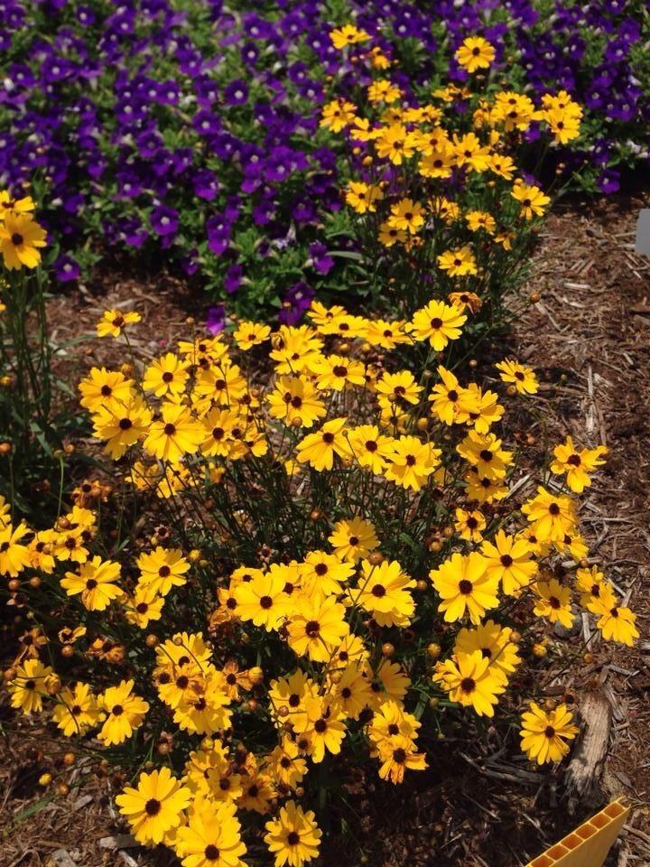 Photo of Tickseed (Coreopsis 'Sunshine Suzy') uploaded by clintbrown