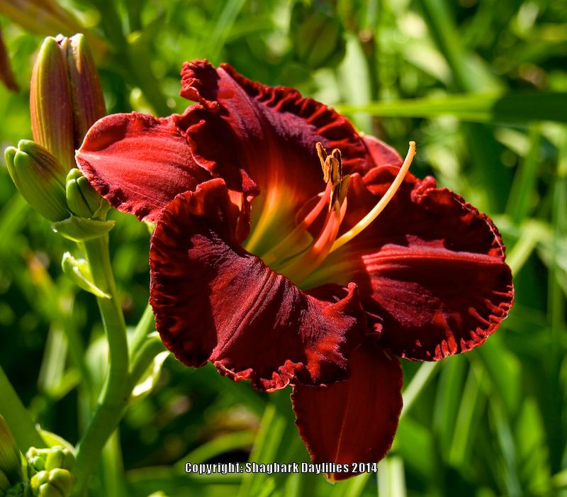 Photo of Daylily (Hemerocallis 'Splendor in the Grass') uploaded by daylily