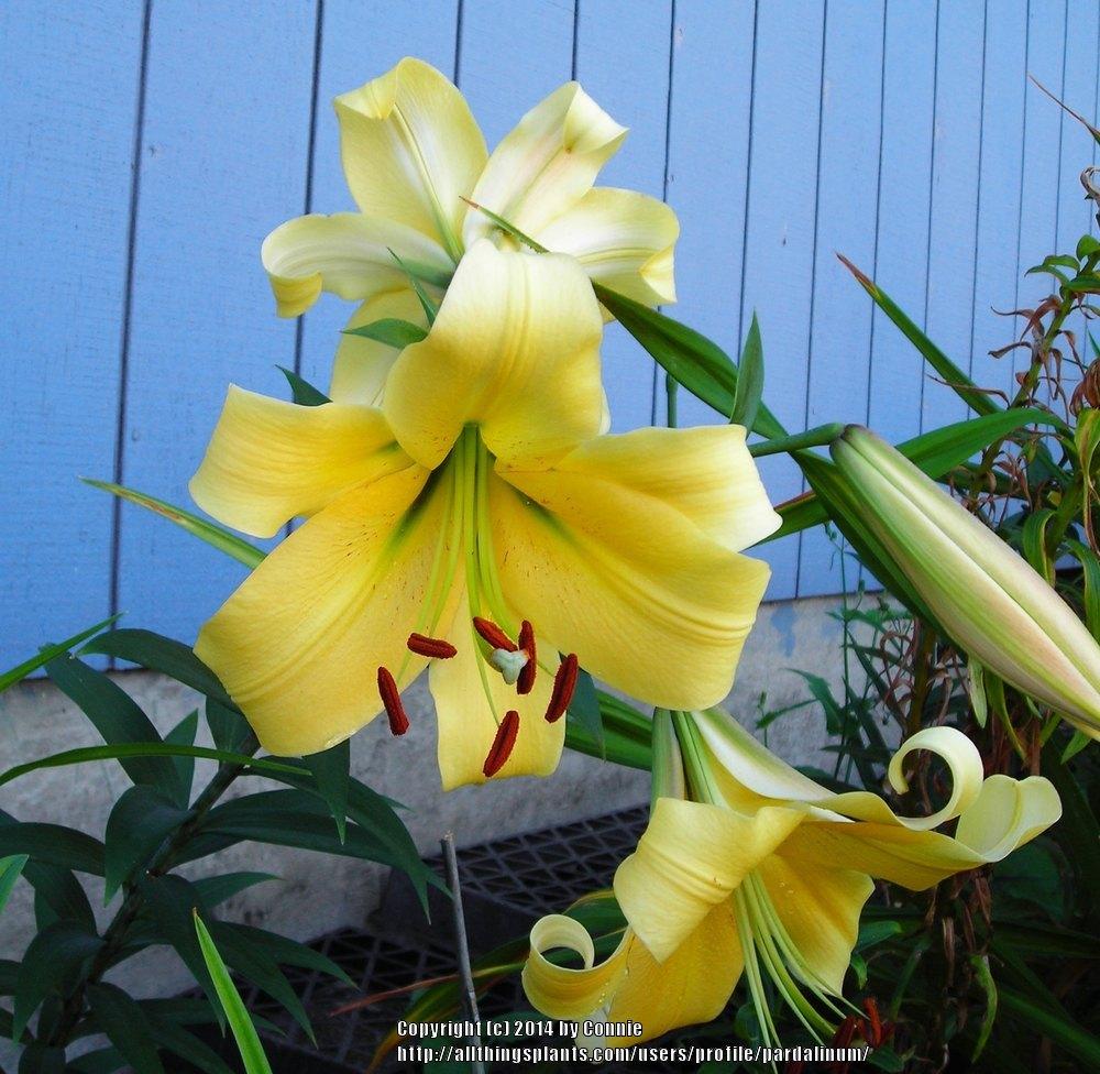 Photo of Lily (Lilium 'Northern Delight') uploaded by pardalinum