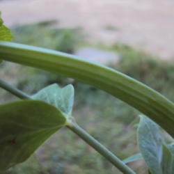 Location: all photos from my garden
Date: 2012-06-14
fasciated stems of the Crown Pea
