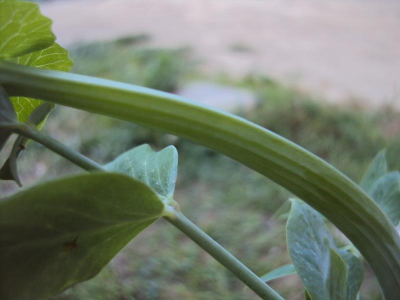 Photo of Peas (Lathyrus oleraceus) uploaded by poisondartfrog