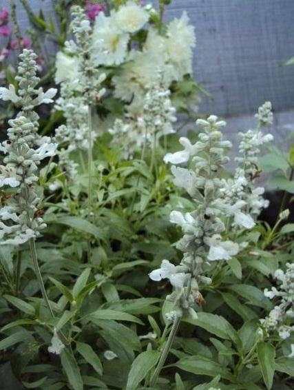 Photo of Mealy Cup Sage (Salvia farinacea 'Victoria White') uploaded by poisondartfrog