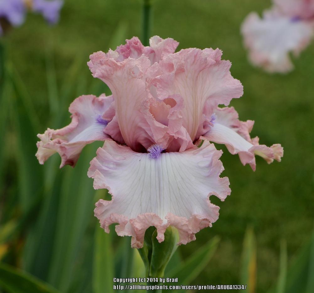 Photo of Tall Bearded Iris (Iris 'Don't Stop Believing') uploaded by ARUBA1334