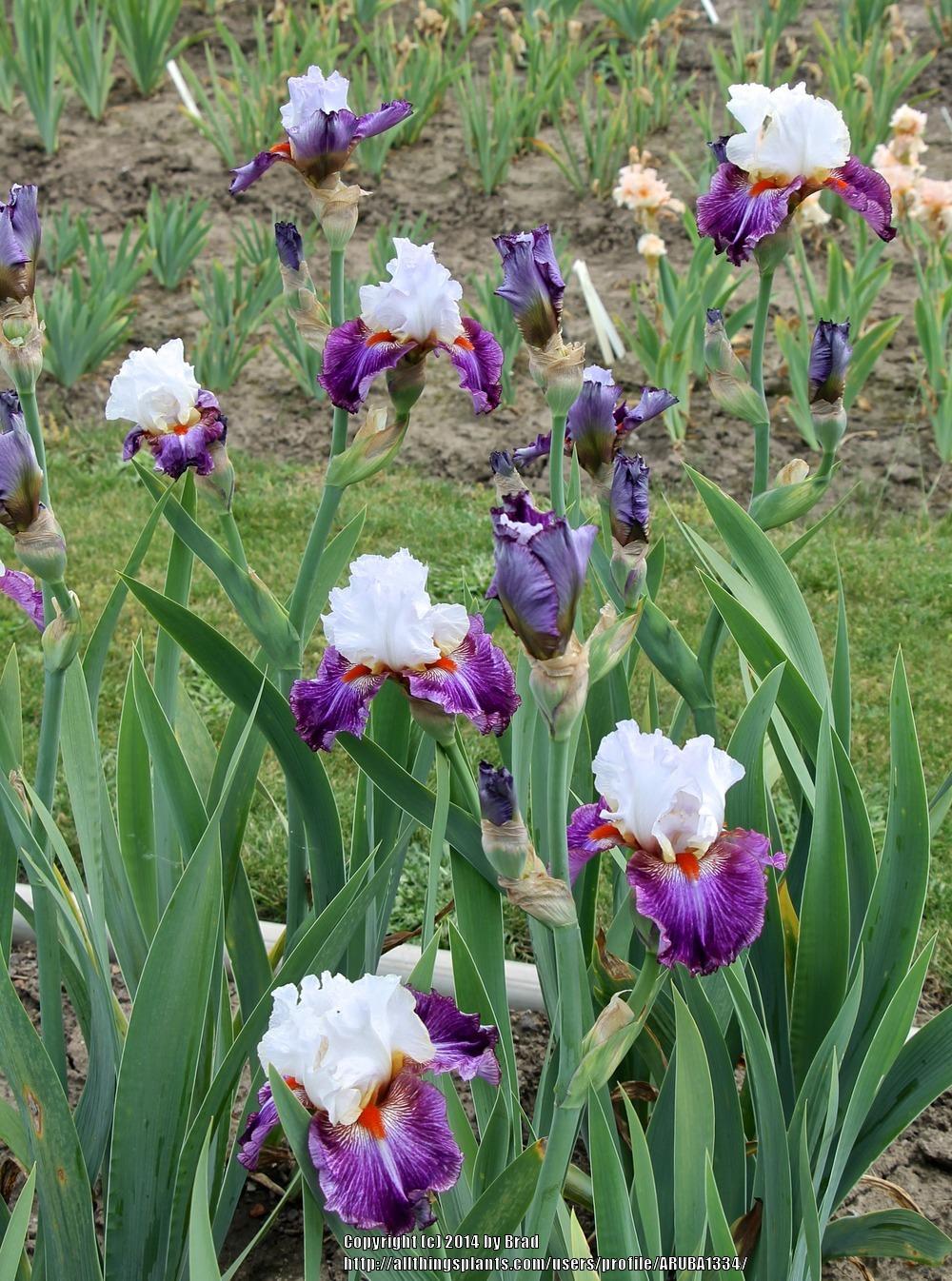 Photo of Tall Bearded Iris (Iris 'Giorgio') uploaded by ARUBA1334