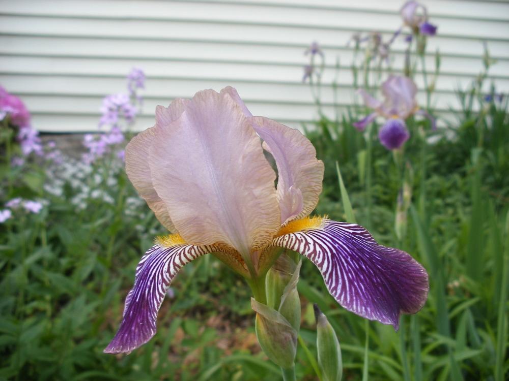 Photo of Tall Bearded Iris (Iris 'Fabian') uploaded by Linneaj