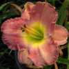 Photo Courtesy of Lobo Rose and Daylily Gardens. Used With Permis