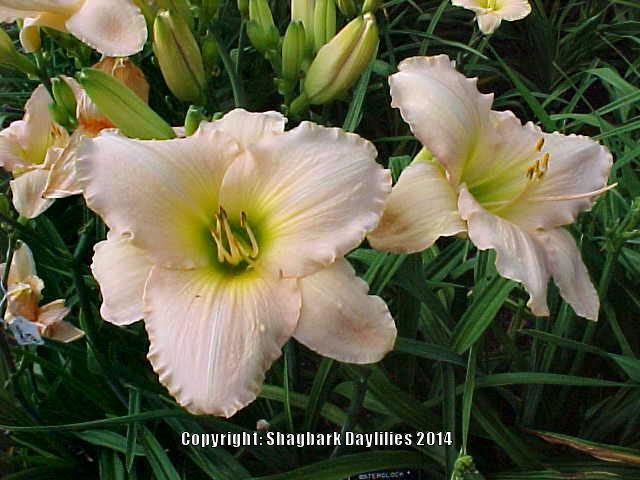 Photo of Daylily (Hemerocallis 'Pink Opaque') uploaded by daylily