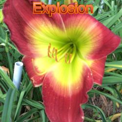 Location: Jones OK,
Date: June 2014
Tricolor Explosion