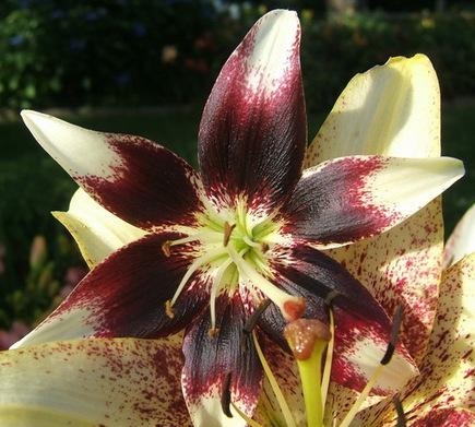 Photo of Lily (Lilium 'Netty's Pride') uploaded by pirl