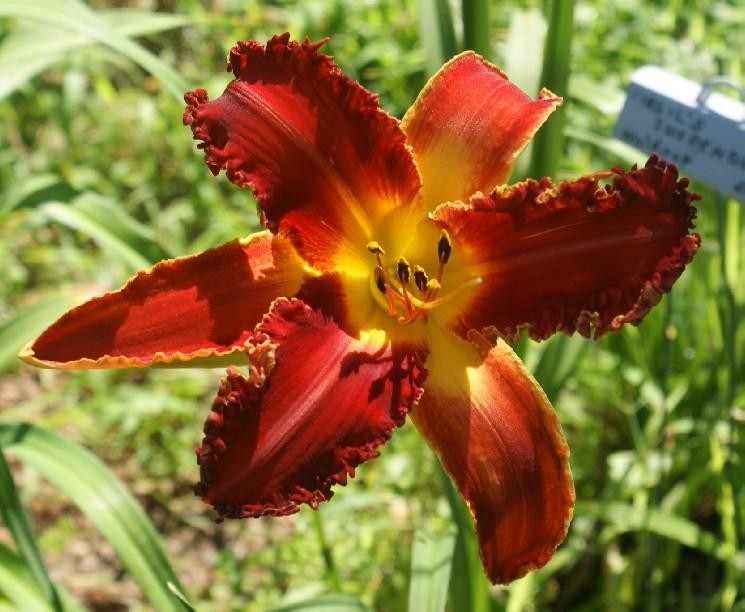 Photo of Daylily (Hemerocallis 'Big Red Express') uploaded by poplarcreek