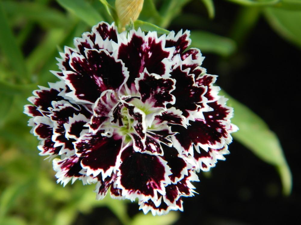 Photo of Cottage Pink (Dianthus plumarius 'Velvet 'n' Lace') uploaded by wildflowers