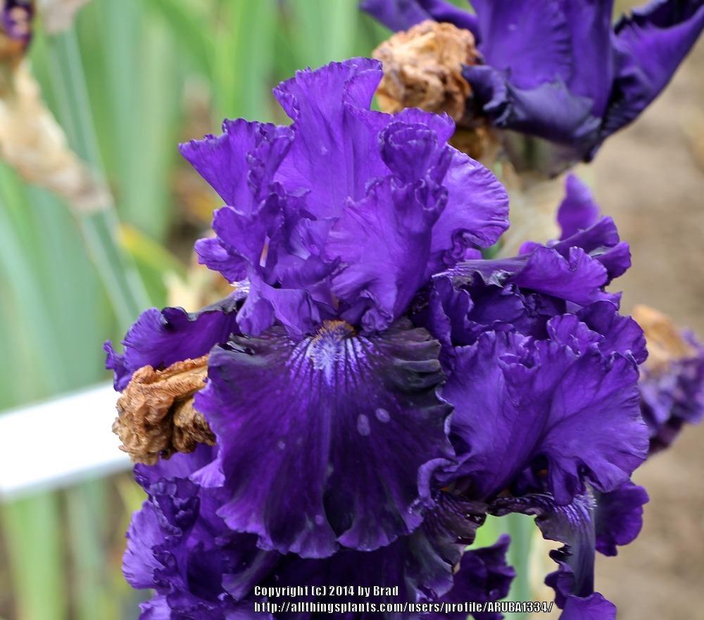 Photo of Tall Bearded Iris (Iris 'Lachlan Macquarie') uploaded by ARUBA1334