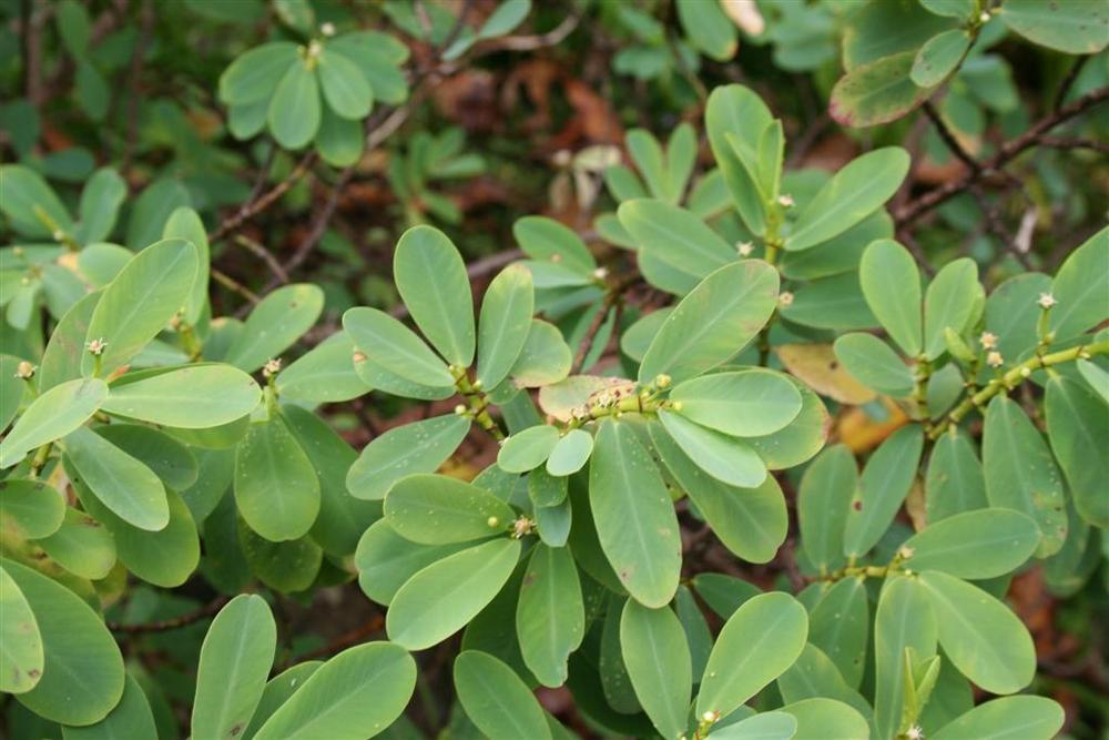 Photo of ʻAkoko (Euphorbia celastroides) uploaded by KentPfeiffer