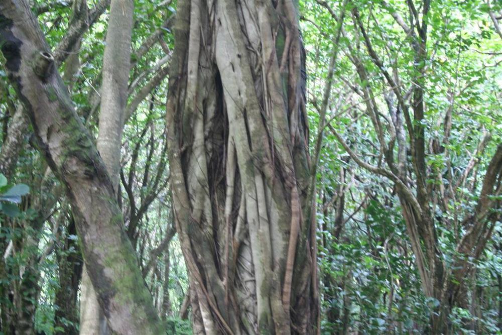 Photo of Chinese Banyan (Ficus microcarpa) uploaded by KentPfeiffer