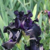 Tall Bearded Iris (Iris 'Black Suited') in the Irises Database - Garden.org