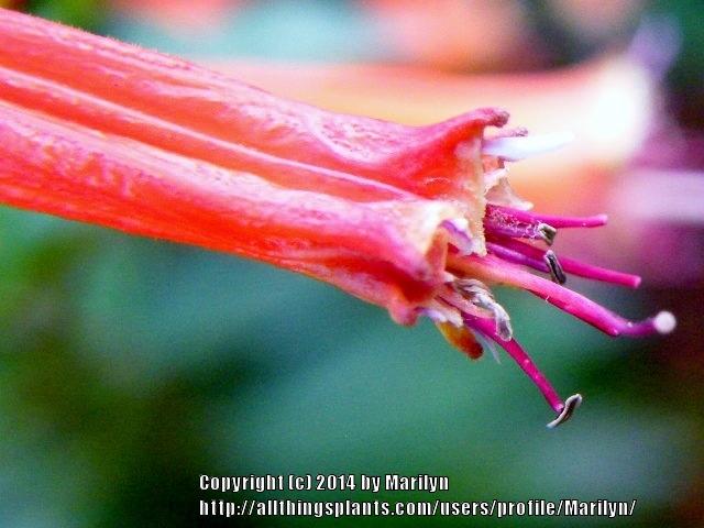 Photo of Firecracker Plant (Cuphea 'David Verity') uploaded by Marilyn