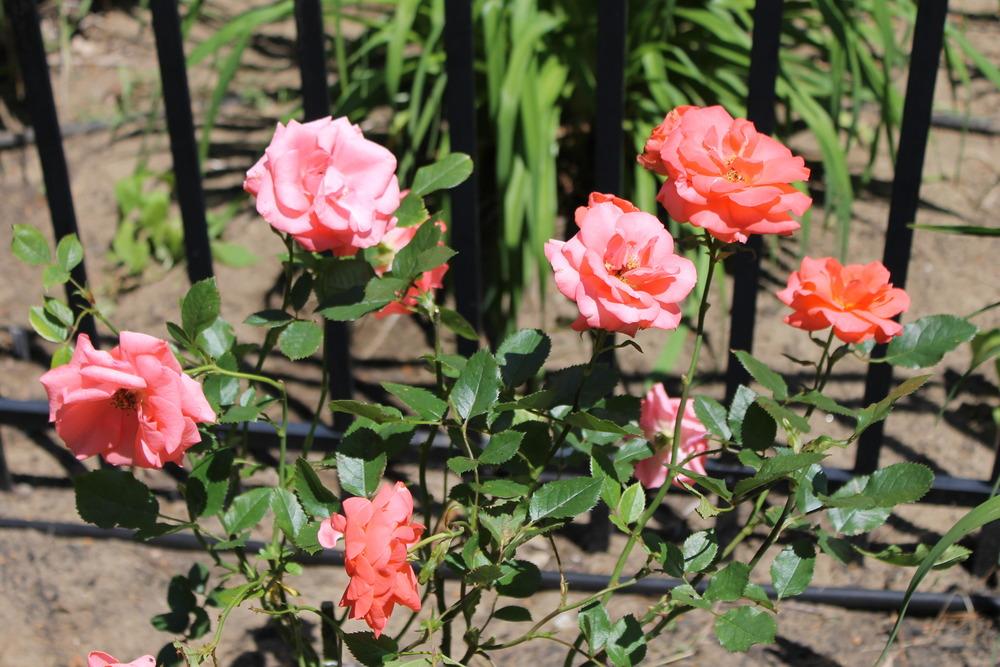 Photo of Rose (Rosa 'Marmalade Skies') uploaded by Meredith79