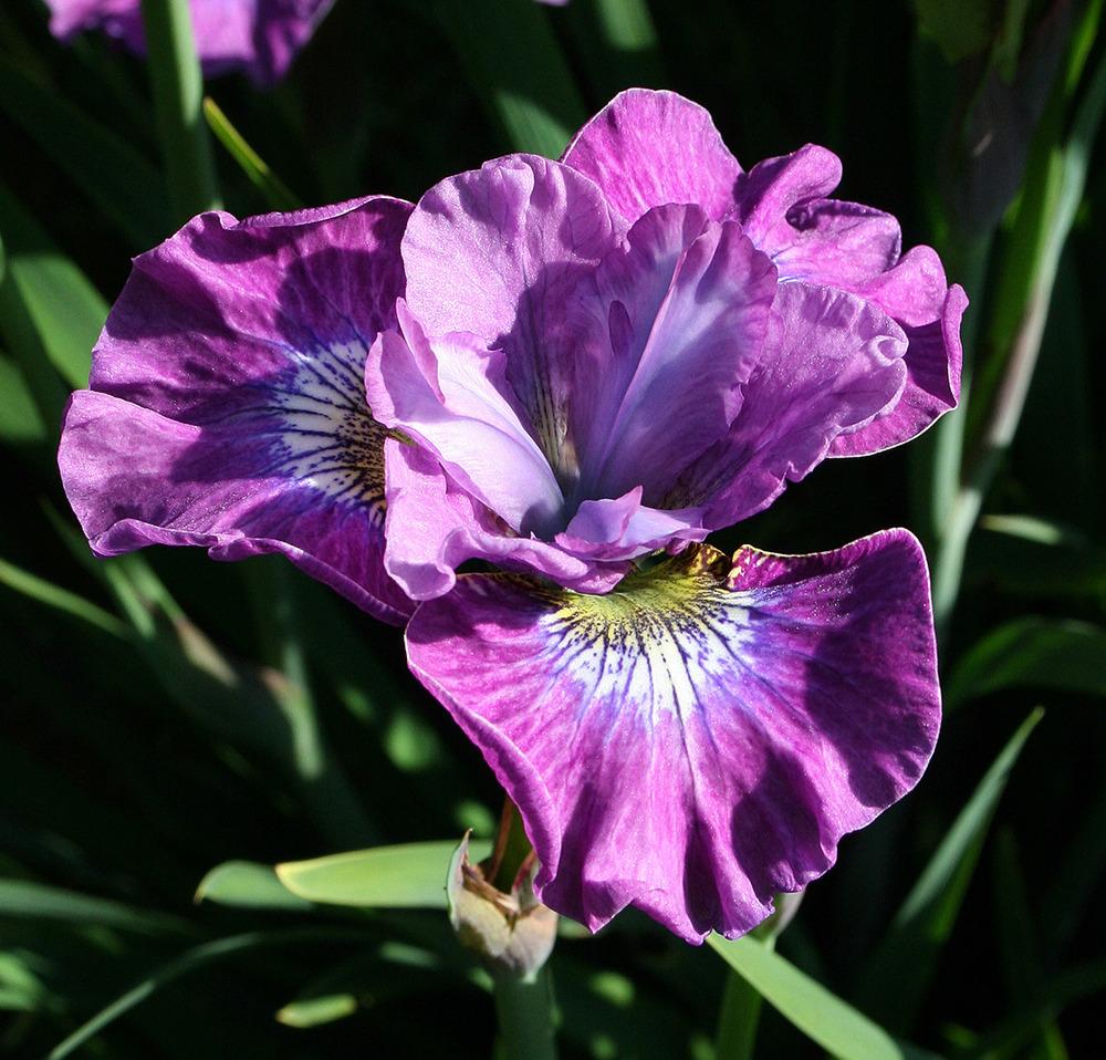 Photo of Siberian Iris (Iris 'Strawberry Fair') uploaded by Pwinget