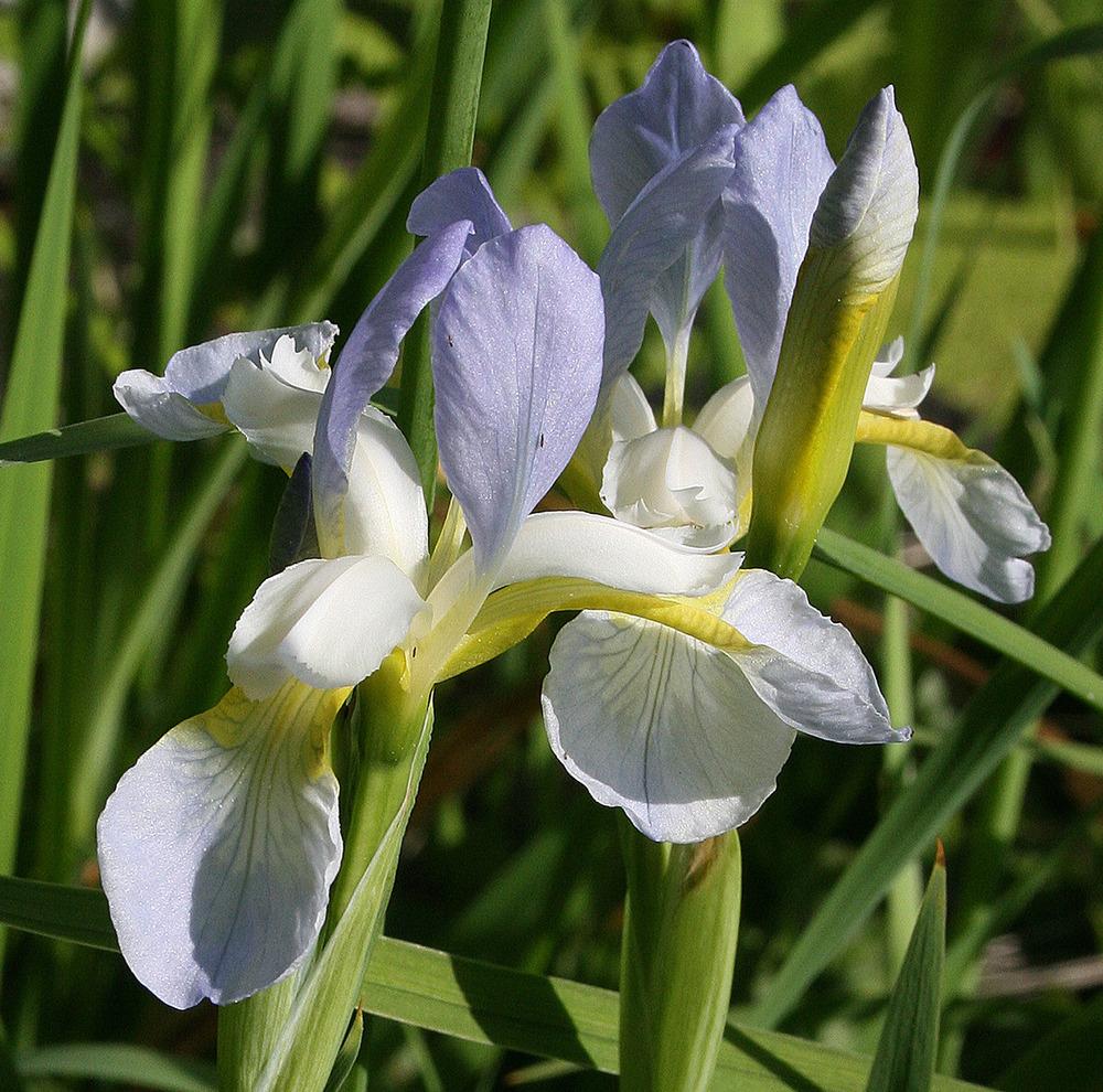 Photo of Siberian Iris (Iris 'Summer Sky') uploaded by Pwinget