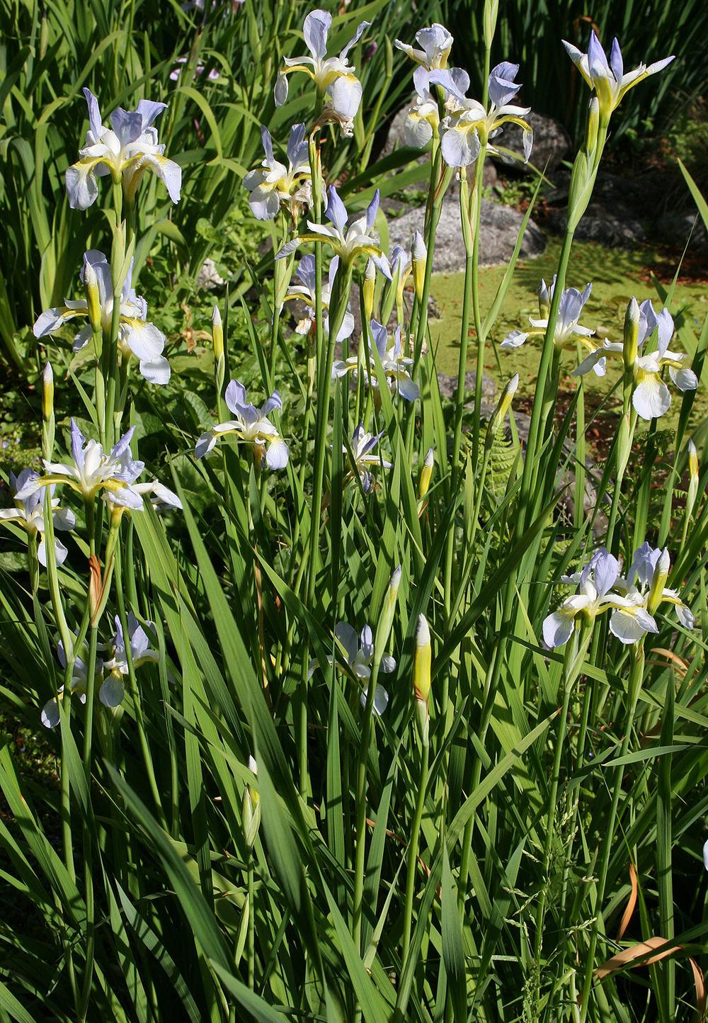 Photo of Siberian Iris (Iris 'Summer Sky') uploaded by Pwinget