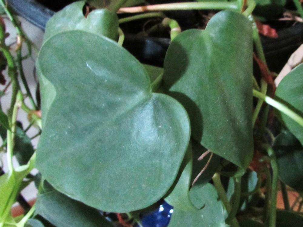 Photo of Heart Leaf Philodendron (Philodendron hederaceum var. oxycardium) uploaded by SongofJoy