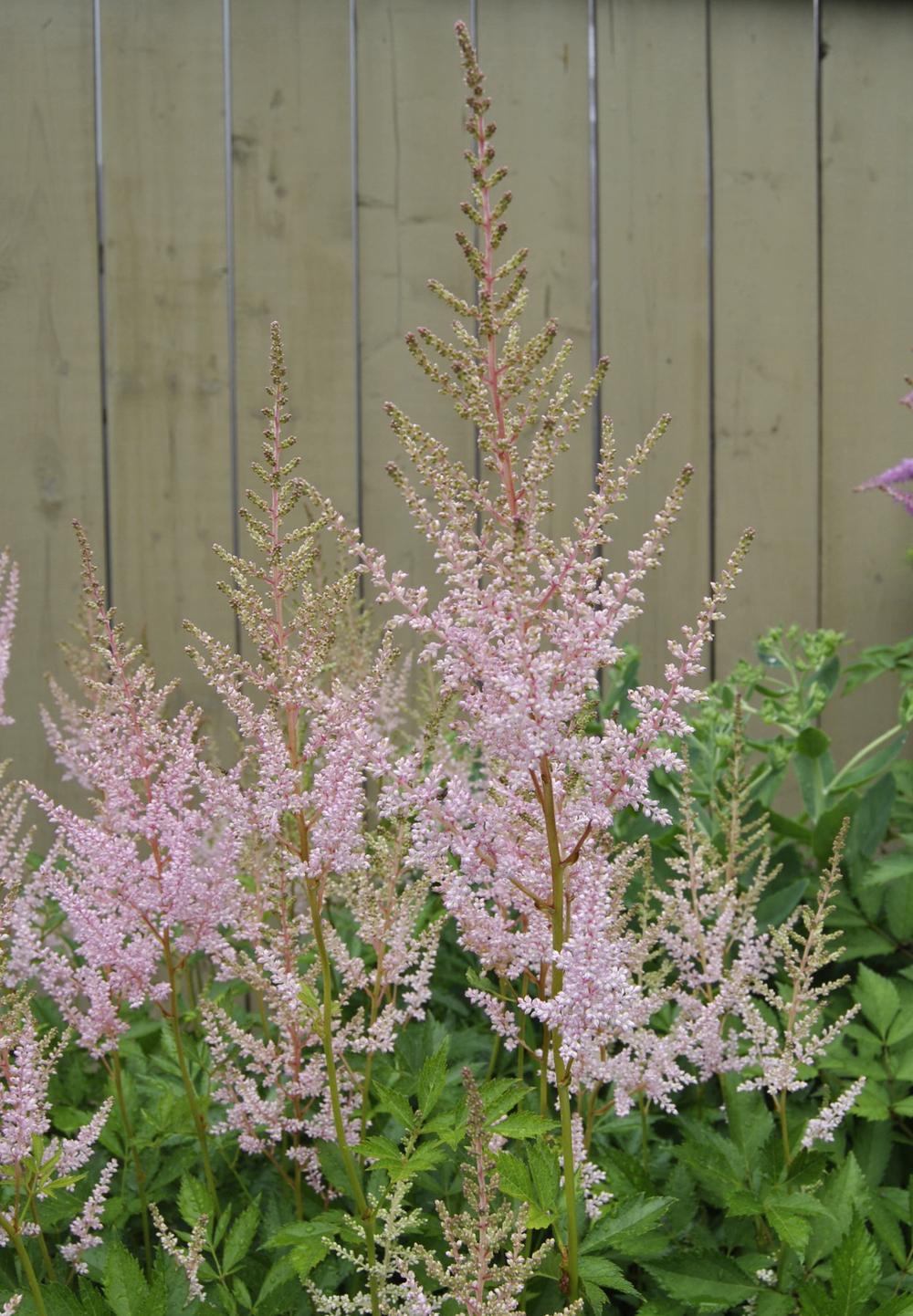 Photo of Astilbe 'Peaches and Cream' uploaded by codiecat