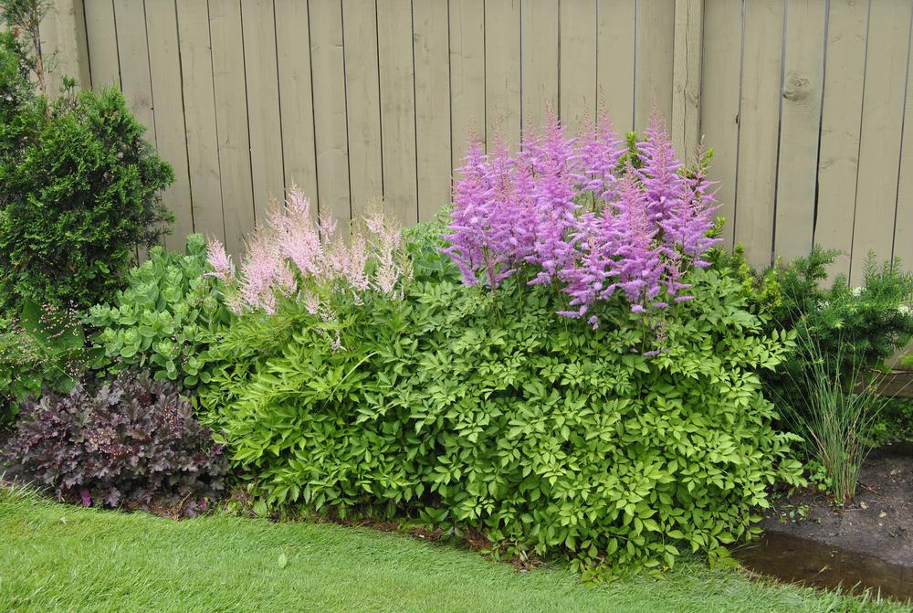 Photo of Astilbe 'Peaches and Cream' uploaded by codiecat