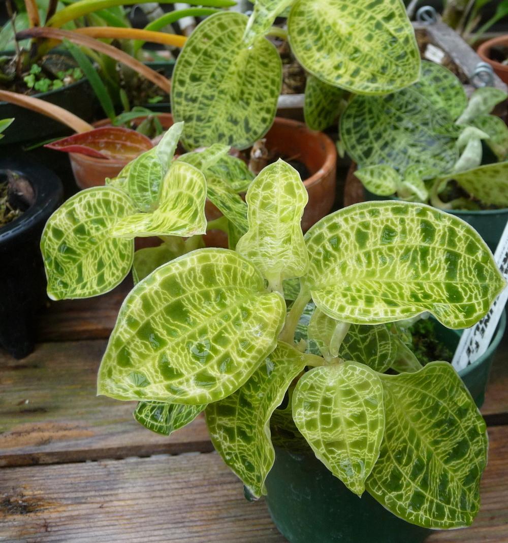 Photo of Jewel Orchid (Macodes petola) uploaded by gardengus