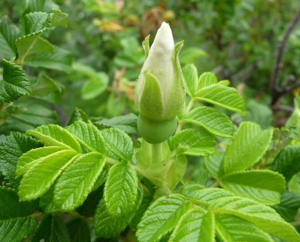Photo of Hybrid Rugosa Rose (Rosa 'Blanc Double de Coubert') uploaded by gardengus