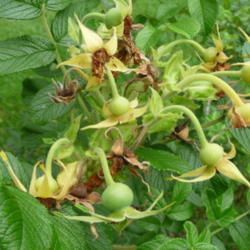 Location: Indiana zone 5
Date: 2014-07-12
immature rose hips
