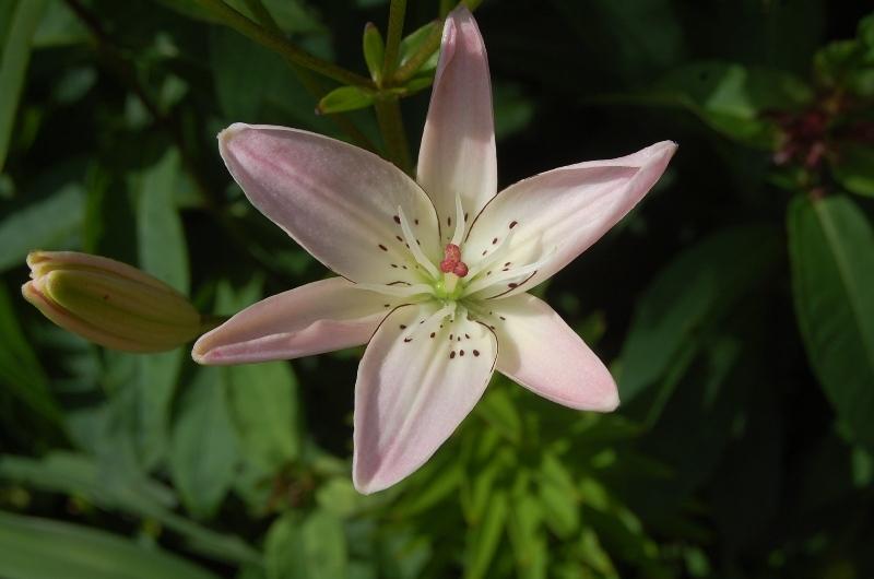 Photo of Lily (Lilium 'Spring Pink') uploaded by pixie62560