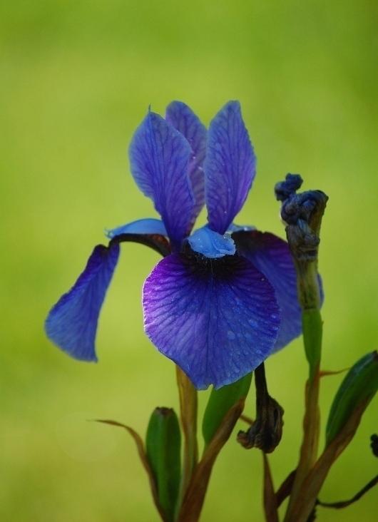 Photo of Species Iris (Iris sibirica) uploaded by pixie62560