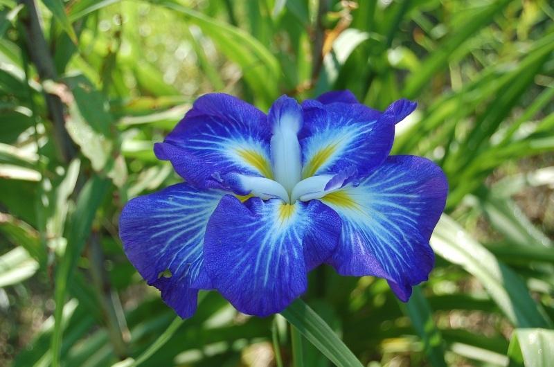 Photo of Japanese Iris (Iris ensata) uploaded by pixie62560