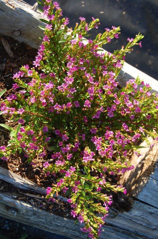 Photo of Mexican Heather (Cuphea hyssopifolia) uploaded by pixie62560