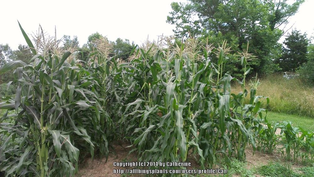 Photo of Sweet Corn (Se & Sh2) (Zea mays subsp. mays 'Honey Select Triplesweet') uploaded by Cat
