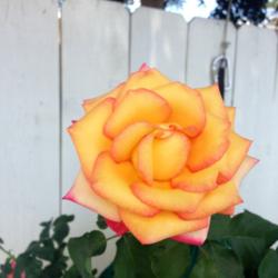 Location: San Diego back yard
Date: 07/13/14
I get about 4 different bloom colors on this bush!!