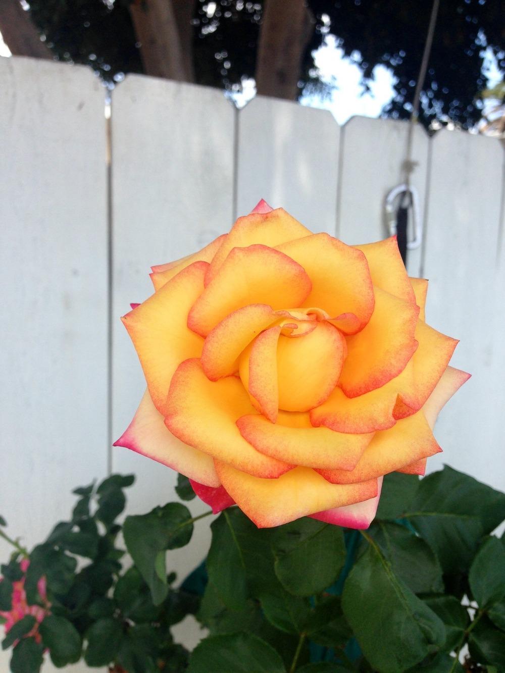 Photo of Rose (Rosa 'Dream Come True') uploaded by Mark619