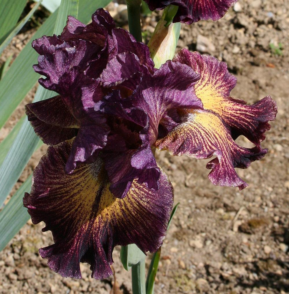 Photo of Tall Bearded Iris (Iris 'Tangled Web') uploaded by Pwinget