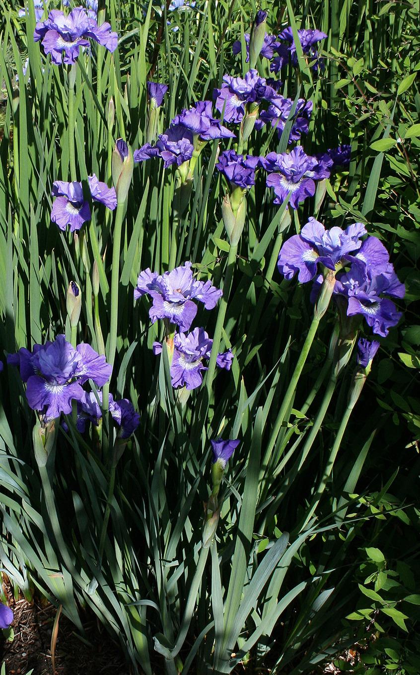 Photo of Siberian Iris (Iris 'Blueberry Fair') uploaded by Pwinget