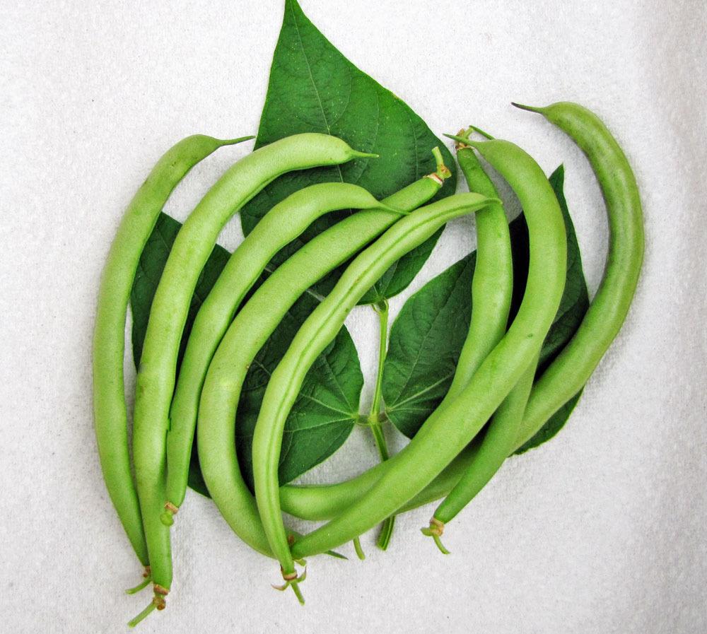 Photo of Bush Bean (Phaseolus vulgaris 'Topcrop') uploaded by TBGDN