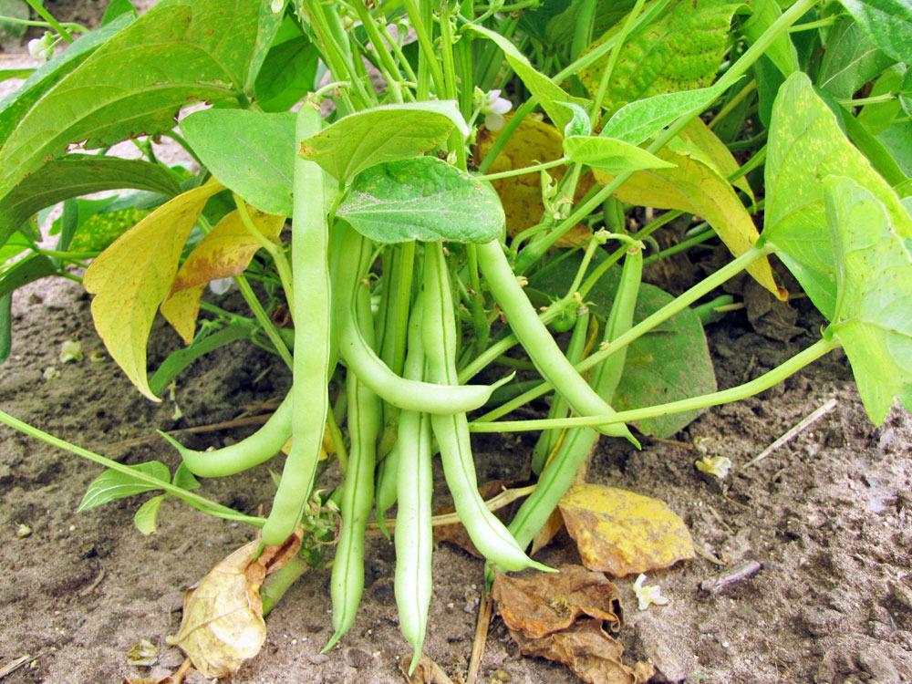 Photo of Bush Bean (Phaseolus vulgaris 'Topcrop') uploaded by TBGDN