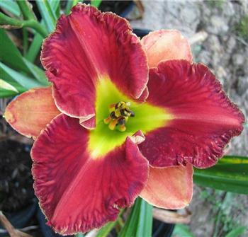 Photo of Daylily (Hemerocallis 'Moulin Rouge Red') uploaded by chalyse