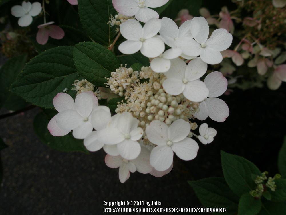 Photo of Late Panicle Hydrangea (Hydrangea paniculata Quick Fire®) uploaded by springcolor