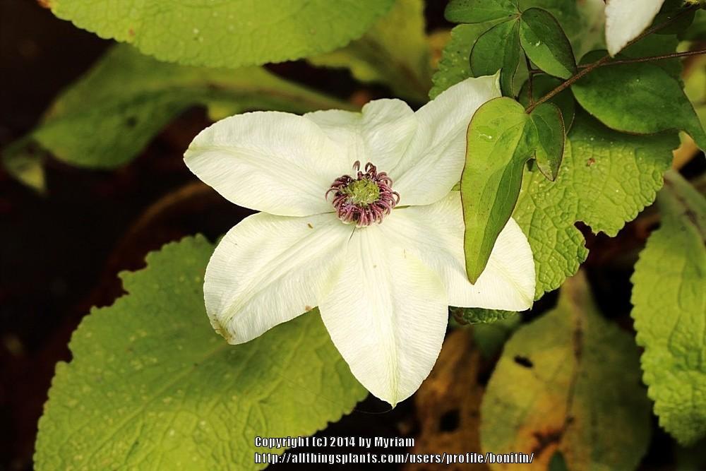 Photo of Clematis (Clematis florida Pistachio™) uploaded by bonitin