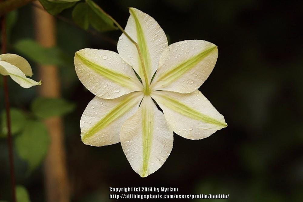 Photo of Clematis (Clematis florida Pistachio™) uploaded by bonitin