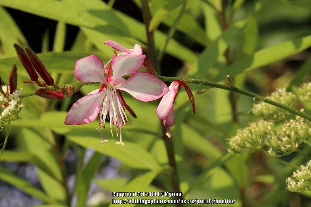 Photo of Gaura (Oenothera lindheimeri 'Rosy Jane') uploaded by bonitin