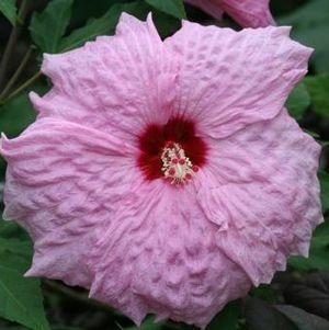 Photo of Hybrid Hardy Hibiscus (Hibiscus 'Dreamcatcher') uploaded by clintbrown